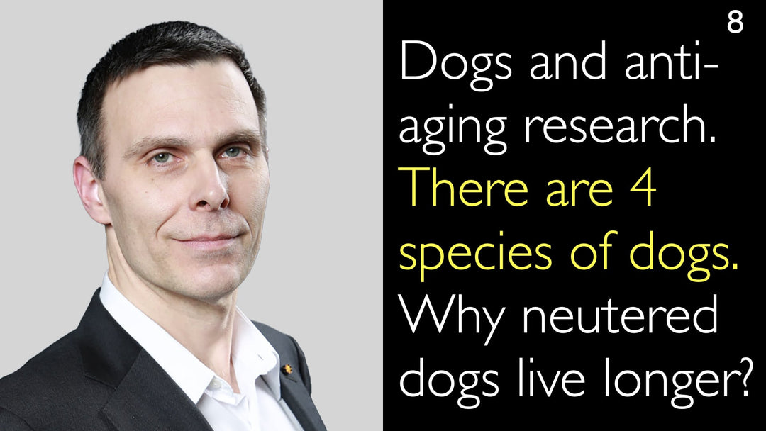 Cani e ricerca sull'anti-invecchiamento. Esistono 4 specie di cani. Perché i cani castrati vivono più a lungo? 8